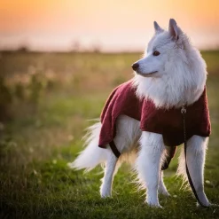 Siccaro Smart Badrock till Hund Vinröd