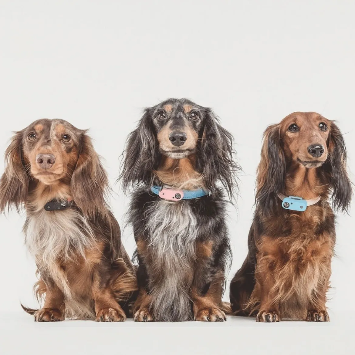 Tickless Mini Dog Elektronisk Fästingavvisare