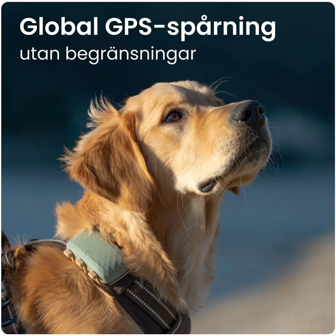 Tractive GPS Hund XL