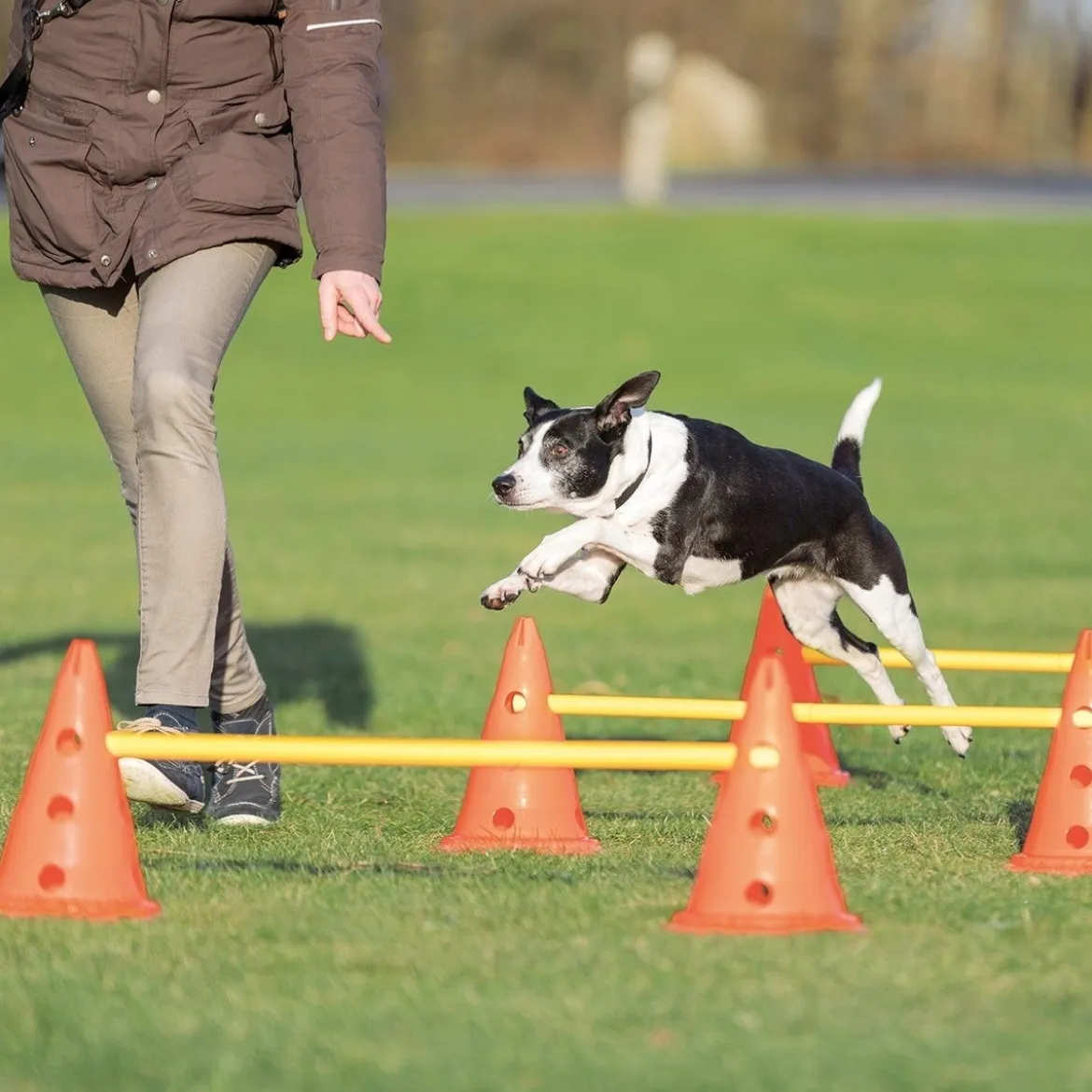 Trixie Dog Activity Hinderset, 3 hinder & 6 koner