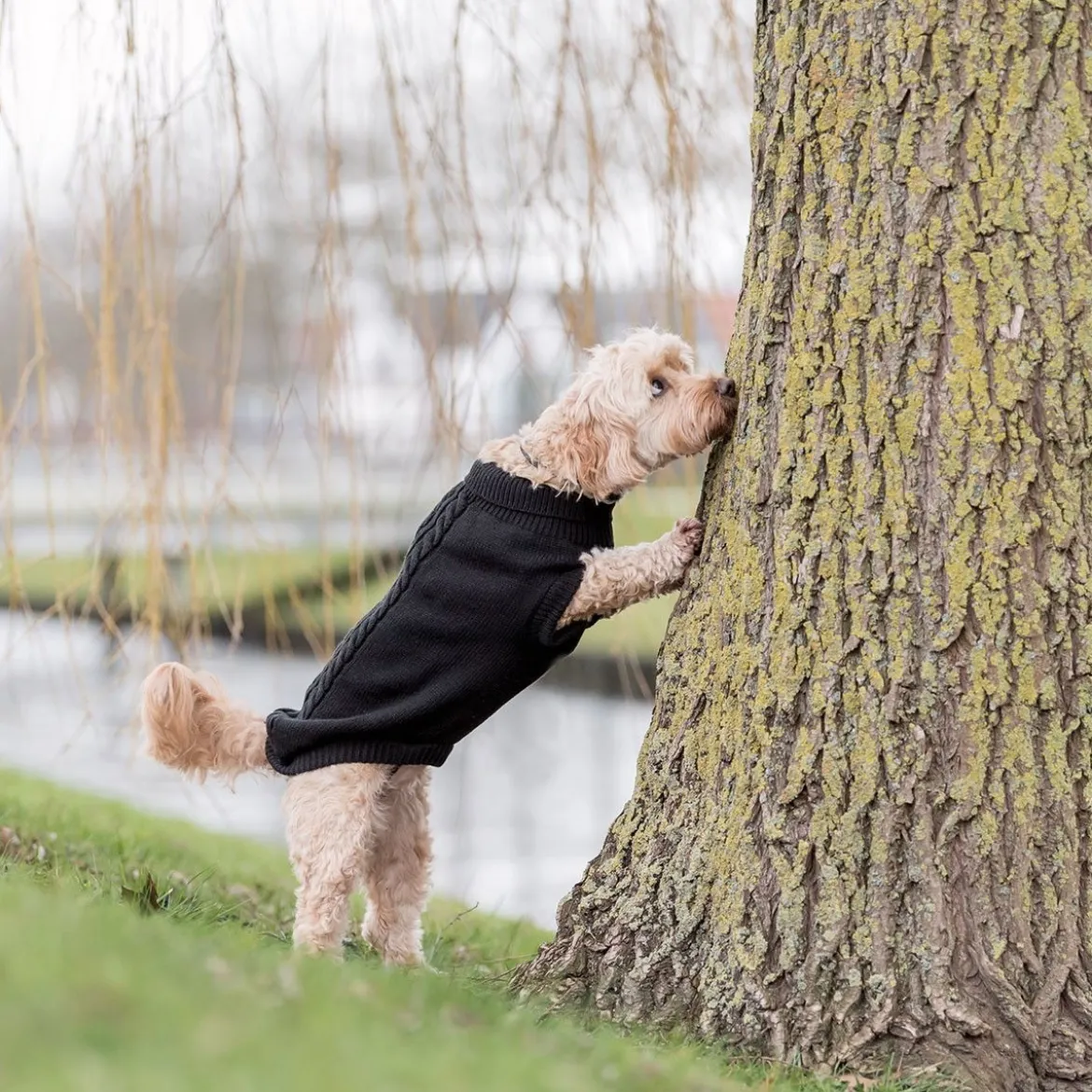 Trixie Kenton Hundtröja Svart