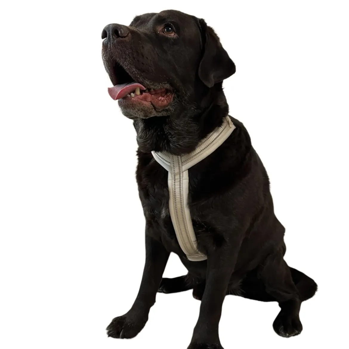 Trufois Comfy Hundsele Beige