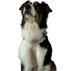 Trufois Comfy Hundsele Beige