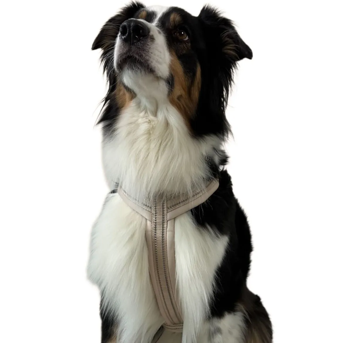 Trufois Comfy Hundsele Beige