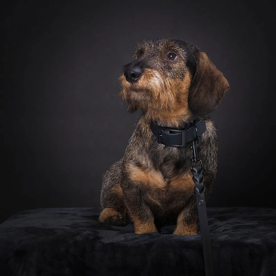 Tyylivoitto Classy Black on Black Hundhalsband Svart