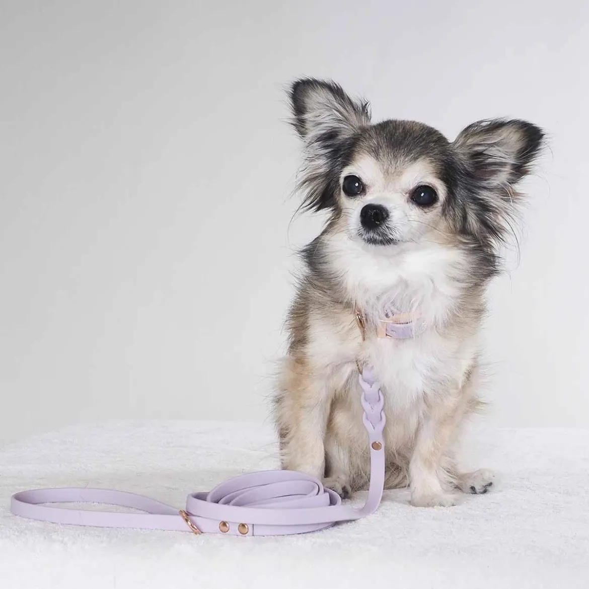 Tyylivoitto Classy Hundhalsband Lila