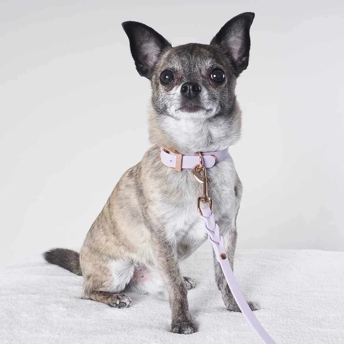 Tyylivoitto Classy Hundhalsband Lila