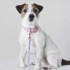 Tyylivoitto Classy Hundhalsband Lila