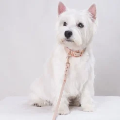Tyylivoitto Classy Hundhalsband Beige