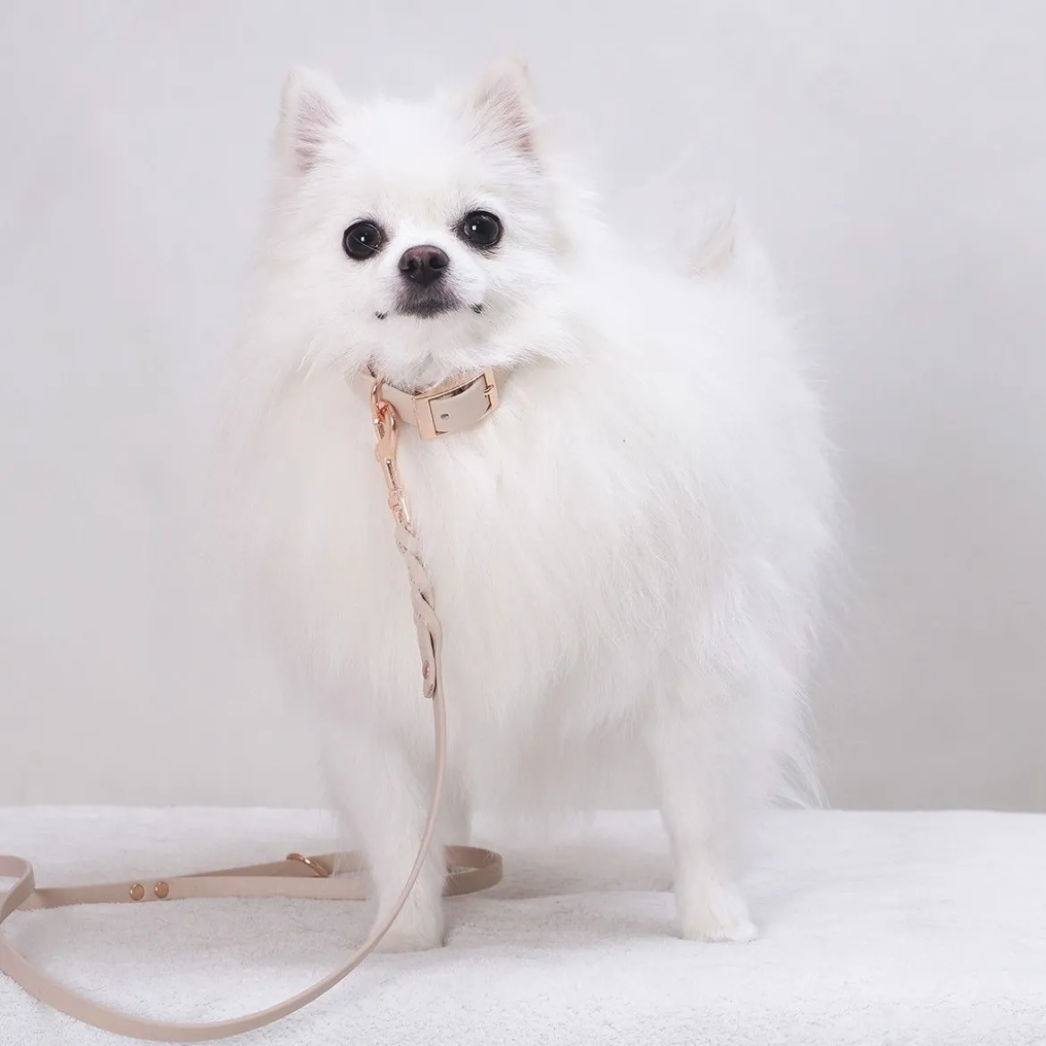 Tyylivoitto Classy Hundhalsband Beige