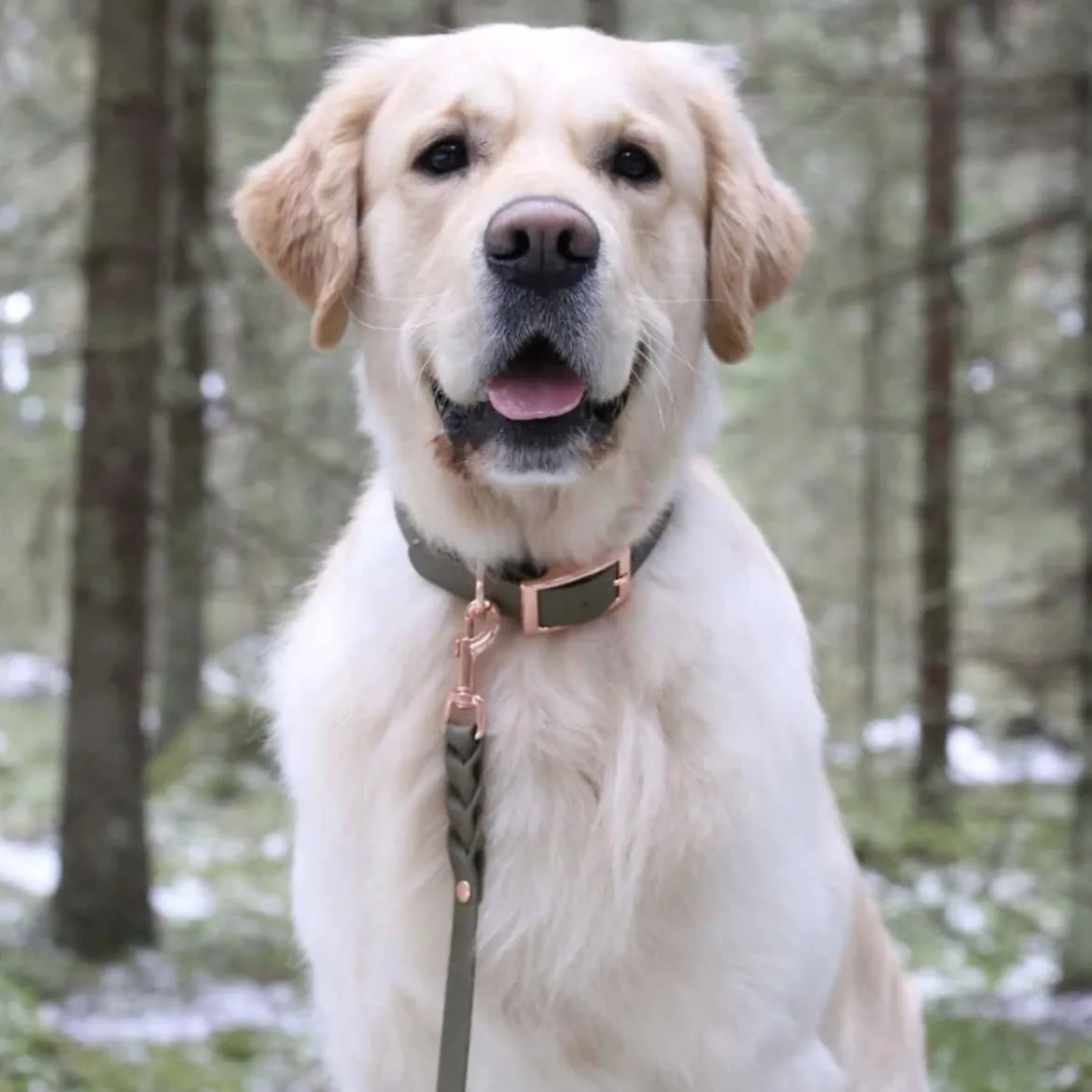 Tyylivoitto Classy Hundhalsband Stor Modell Olivgrön
