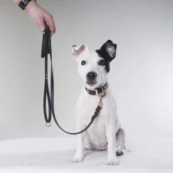 Tyylivoitto Classy Hundhalsband Svart