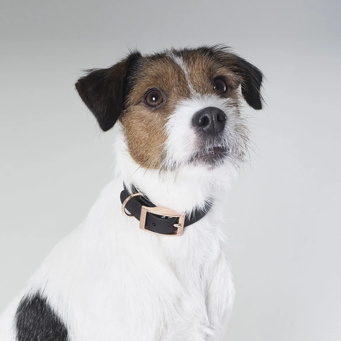 Tyylivoitto Classy Hundhalsband Svart