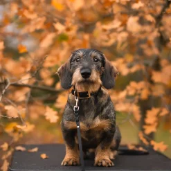 Tyylivoitto Classy Hundhalsband Svart