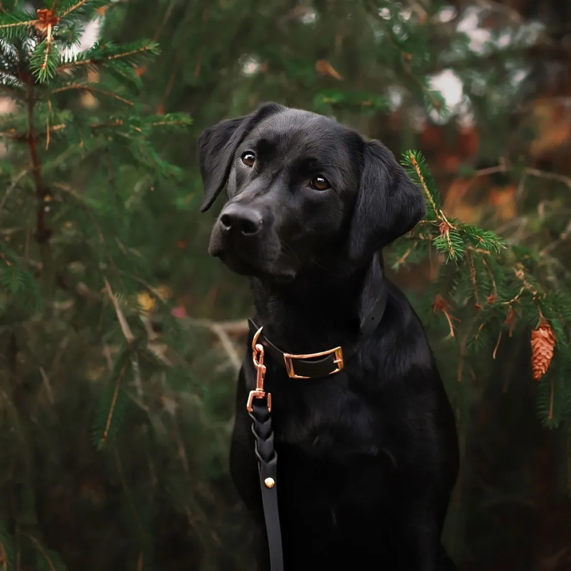 Tyylivoitto Classy Hundhalsband Stor Modell Svart