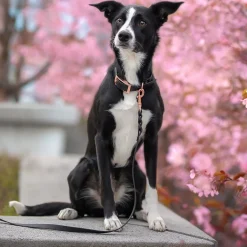 Tyylivoitto Classy Hundhalsband Stor Modell Svart