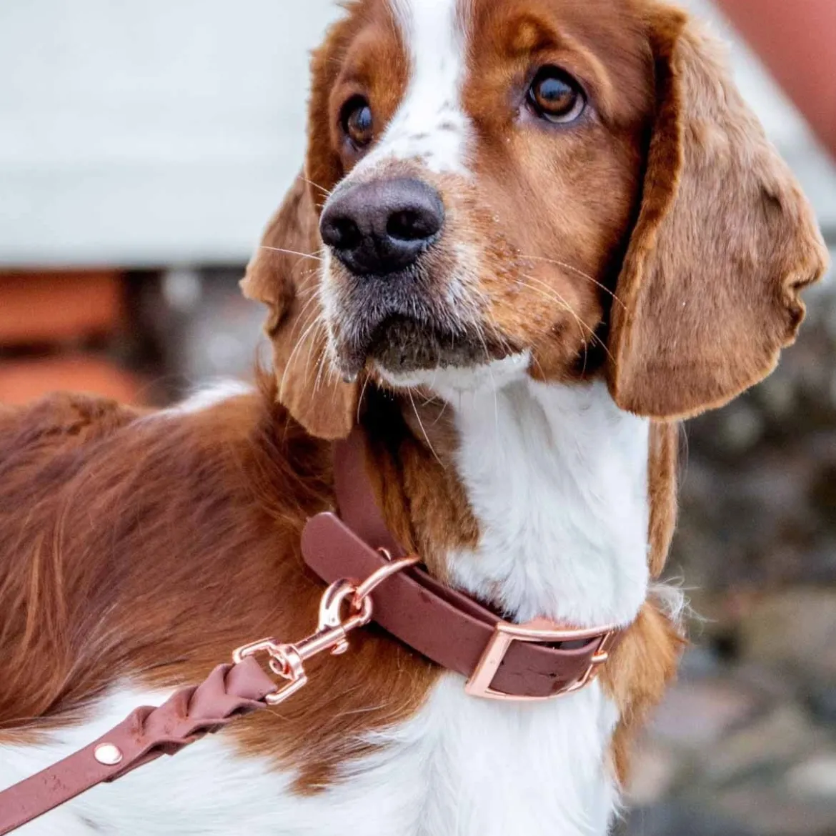 Tyylivoitto Classy Hundhalsband Stor Modell Brun