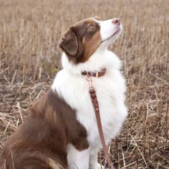 Tyylivoitto Classy Hundhalsband Stor Modell Brun