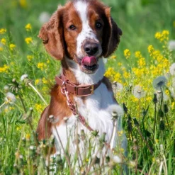 Tyylivoitto Classy Hundhalsband Stor Modell Brun