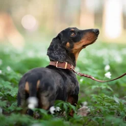 Tyylivoitto Classy Hundhalsband Stor Modell Brun