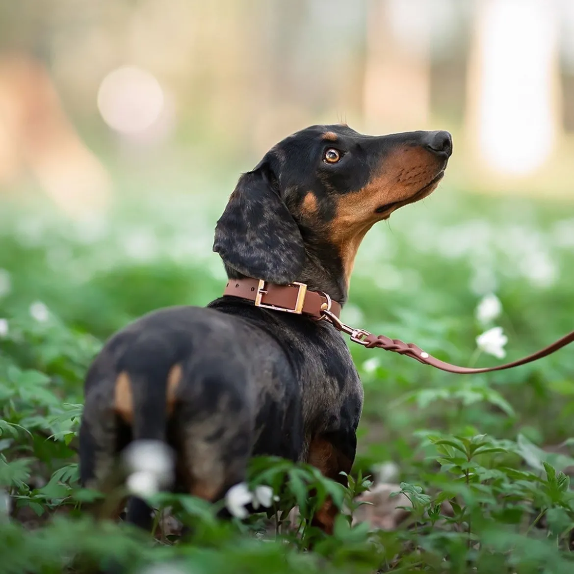 Tyylivoitto Classy Hundhalsband Stor Modell Brun