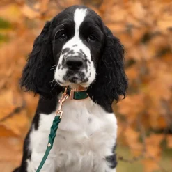 Tyylivoitto Classy Hundhalsband Grön
