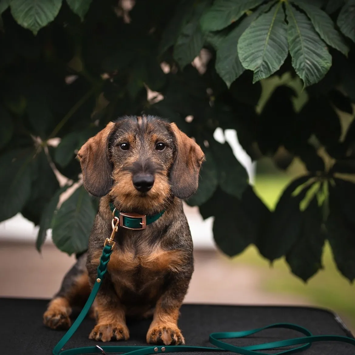 Tyylivoitto Classy Hundhalsband Grön