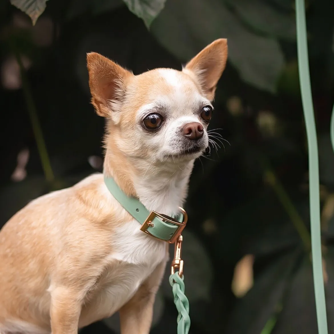 Tyylivoitto Classy Hundhalsband Ljusgrön