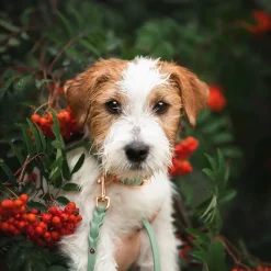 Tyylivoitto Classy Hundhalsband Ljusgrön