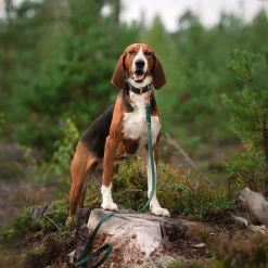Tyylivoitto Classy Hundhalsband Stor Modell Grön