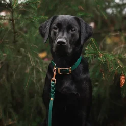 Tyylivoitto Classy Hundhalsband Stor Modell Grön
