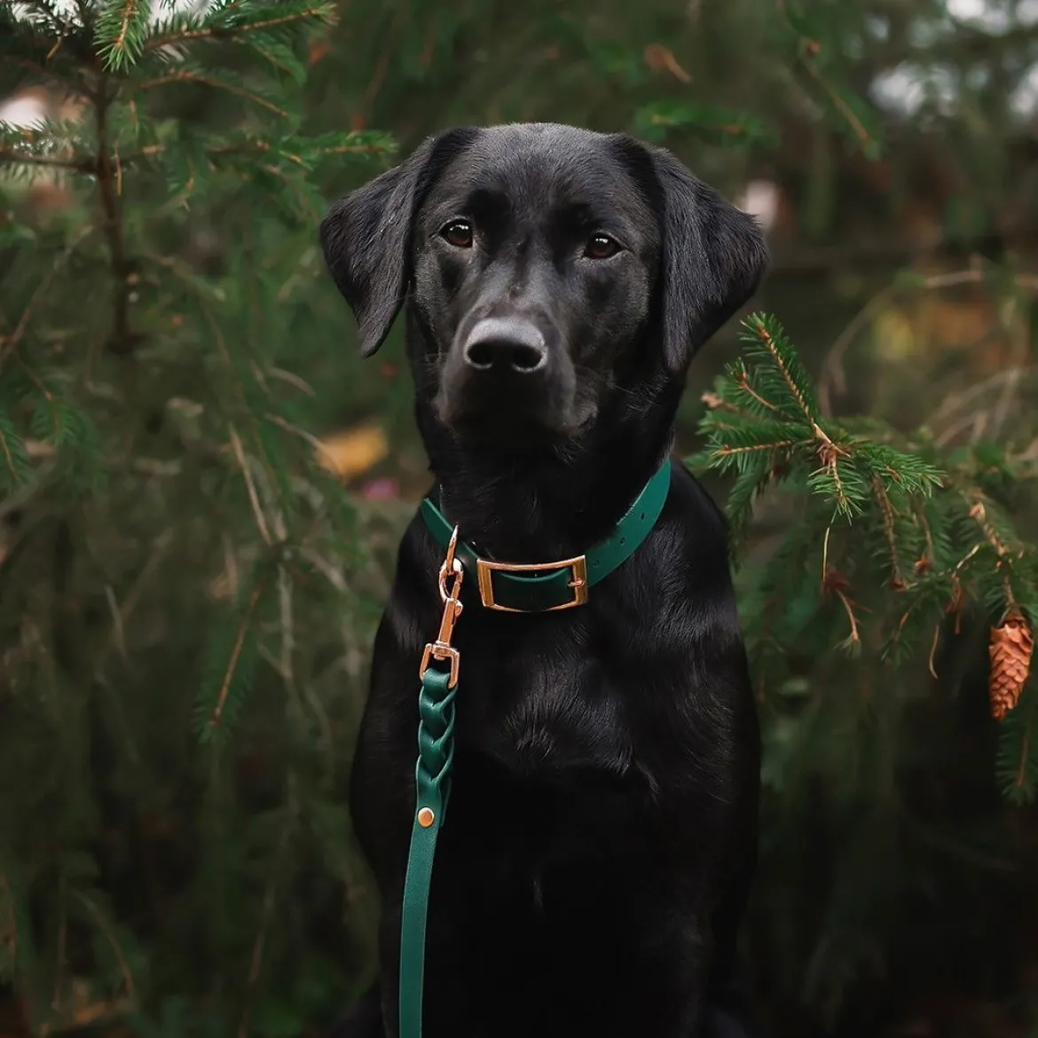 Tyylivoitto Classy Hundhalsband Stor Modell Grön