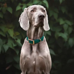 Tyylivoitto Classy Hundhalsband Stor Modell Grön
