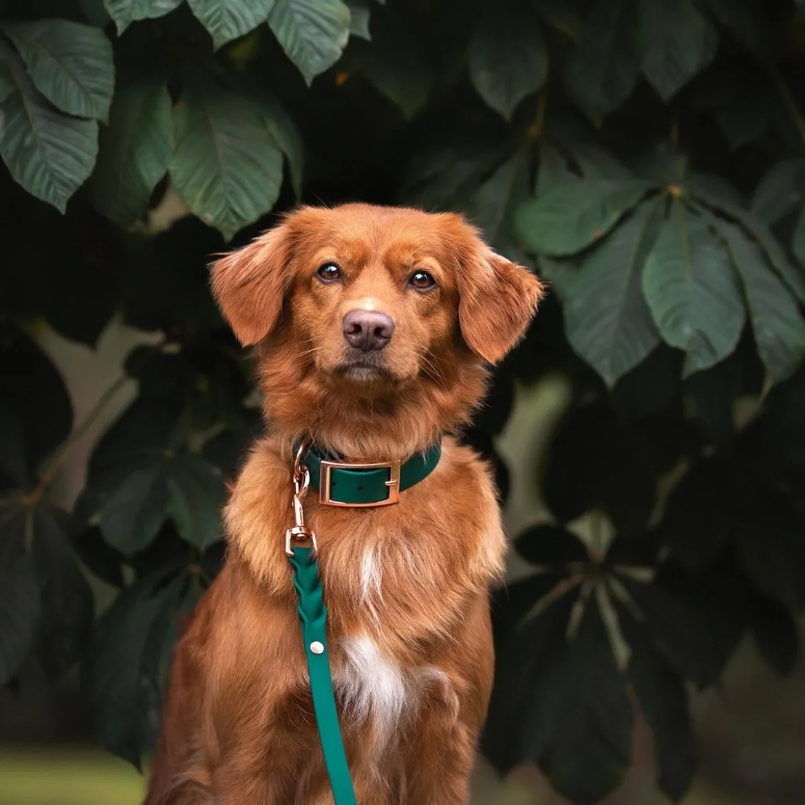 Tyylivoitto Classy Hundhalsband Stor Modell Grön