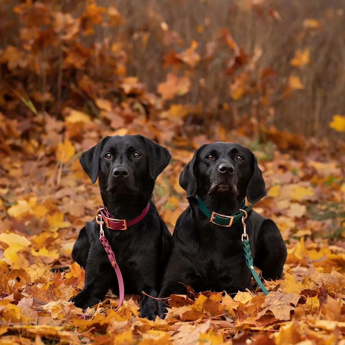 Tyylivoitto Classy Hundhalsband Stor Modell Grön
