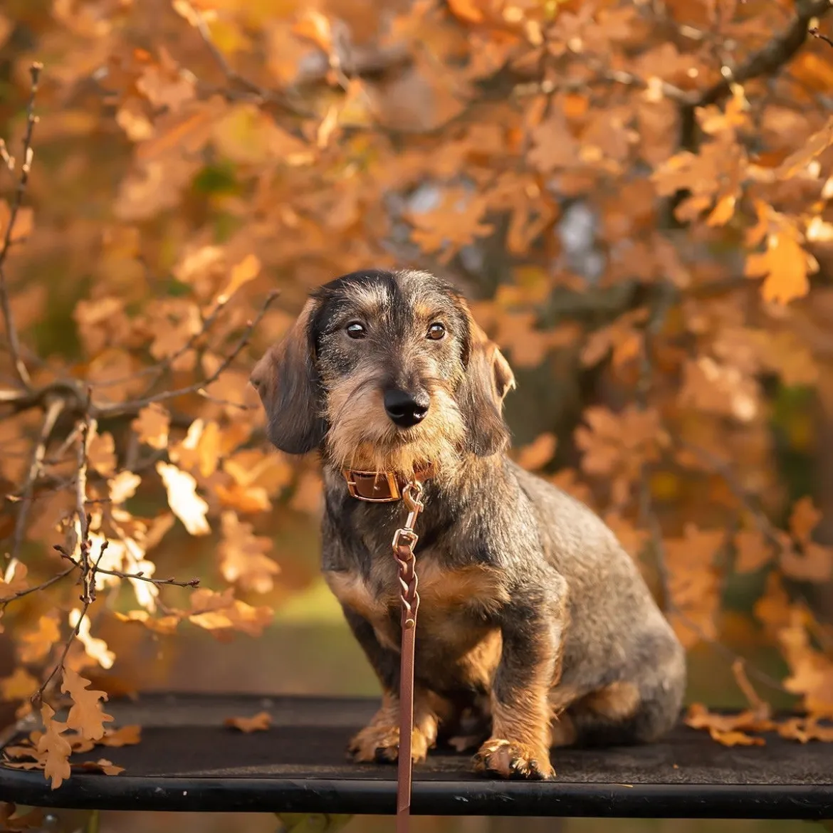 Tyylivoitto Classy Hundhalsband Brun