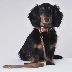 Tyylivoitto Classy Hundhalsband Brun
