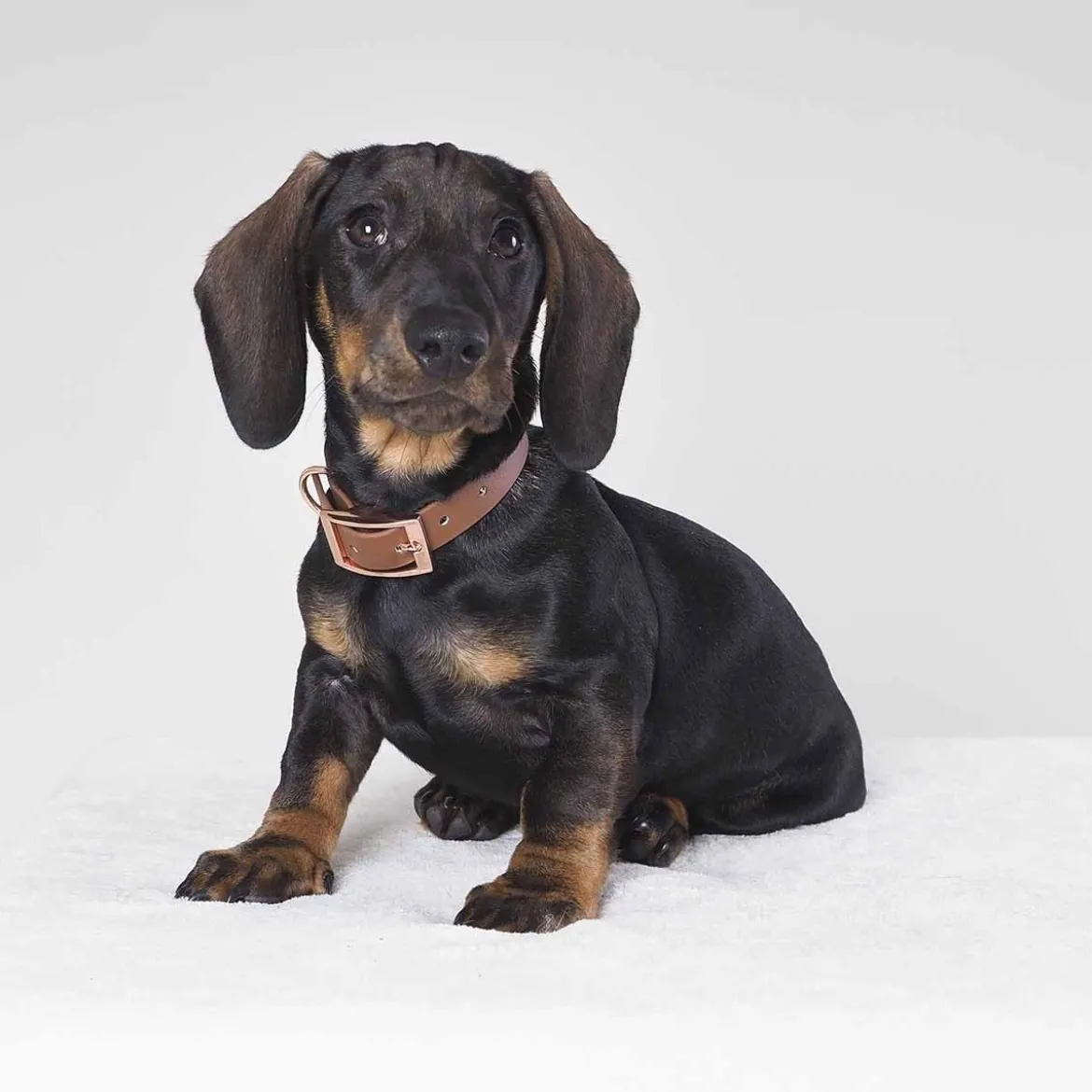 Tyylivoitto Classy Hundhalsband Brun