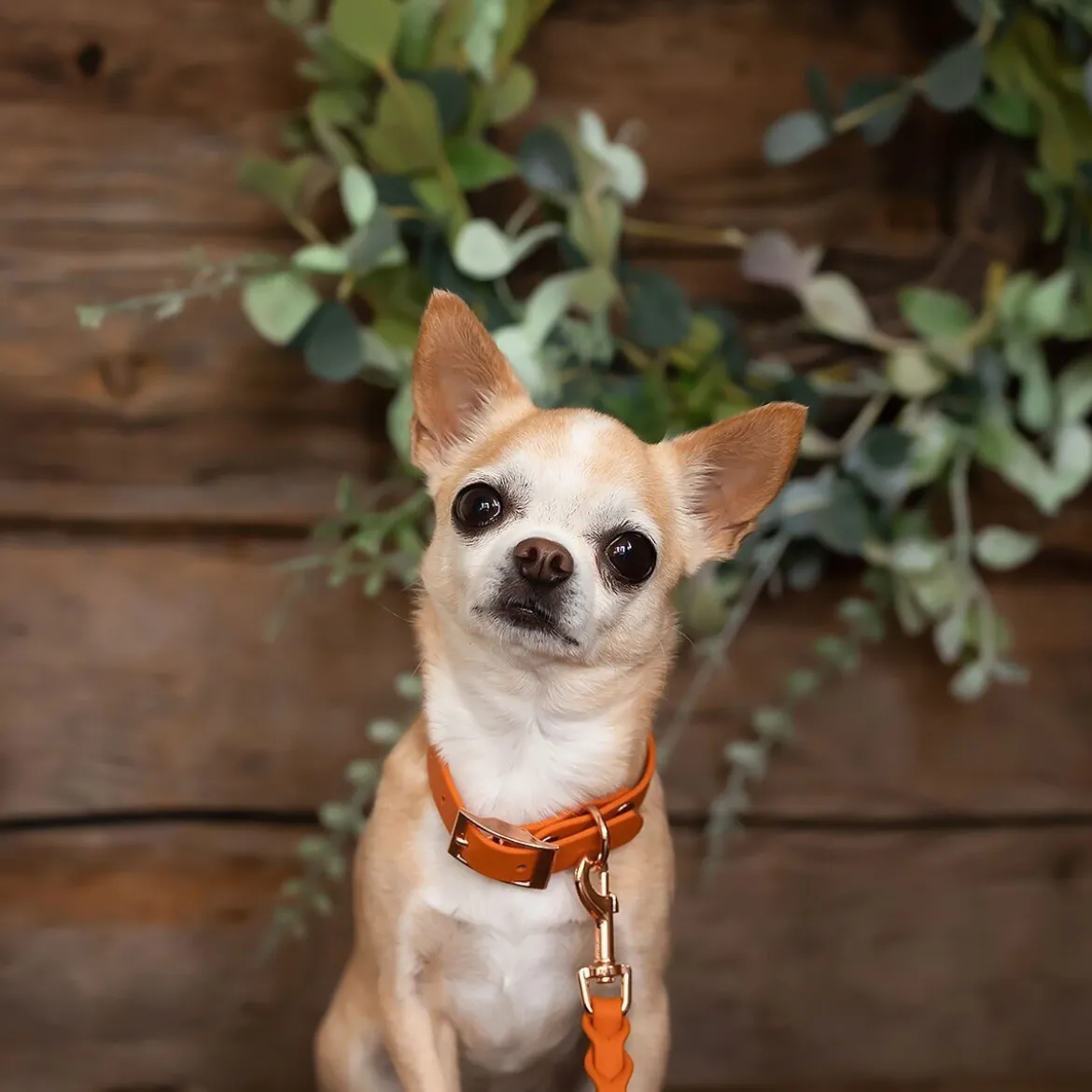 Tyylivoitto Classy Hundhalsband Liten Modell Mörk Orange