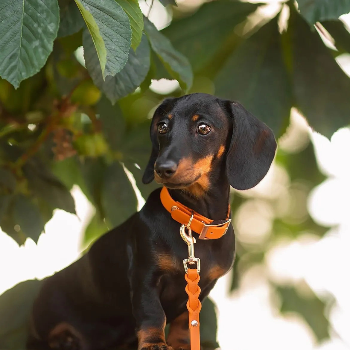 Tyylivoitto Classy Hundhalsband Liten Modell Mörk Orange