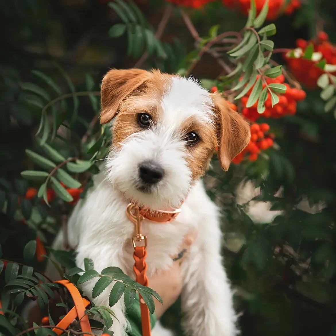 Tyylivoitto Classy Hundhalsband Liten Modell Mörk Orange