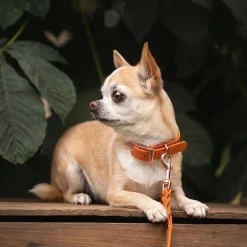 Tyylivoitto Classy Hundhalsband Liten Modell Mörk Orange