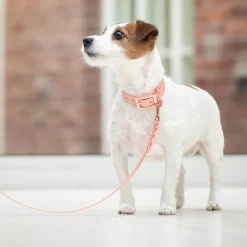 Tyylivoitto Hundkoppel Flätat Persika