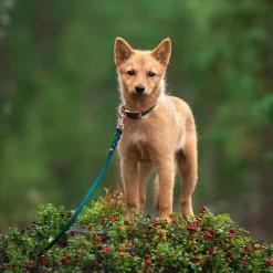 Tyylivoitto Hundkoppel Flätat Grön