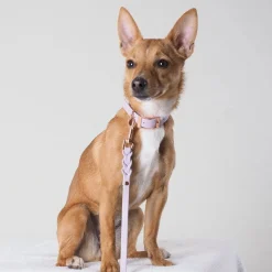 Tyylivoitto Hundkoppel Flätat Lila