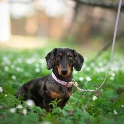 Tyylivoitto Hundkoppel Flätat Lila