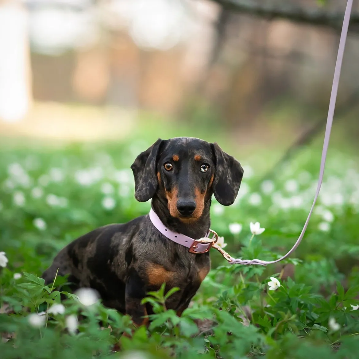 Tyylivoitto Hundkoppel Flätat Lila