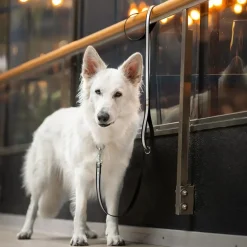 Tyylivoitto Shine Eazy Hundkoppel med Reflex Svart