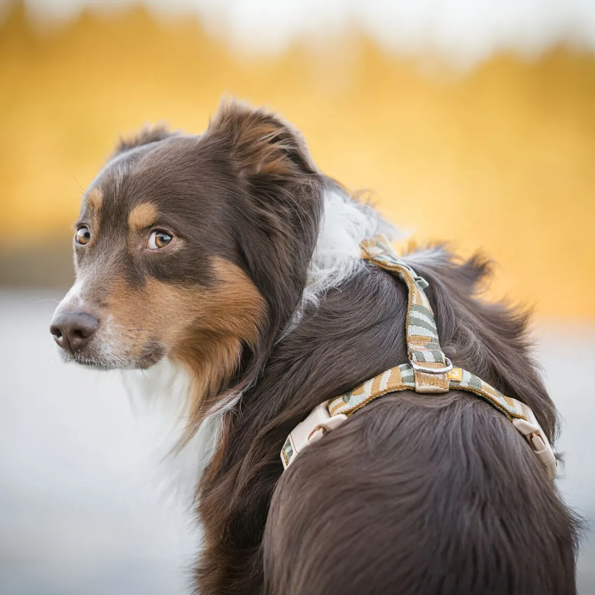 Woolly Wolf Cloudbeam Hundsele Brun