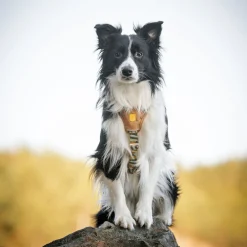 Woolly Wolf Cloudbeam Hundsele Brun